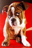 Funny puppy expressions