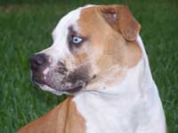 catahoula bulldog head