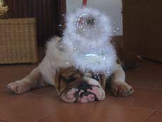 Bulldog with Christmas decoration