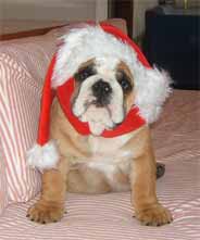 Bulldog dressed up for Christmas