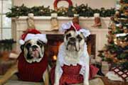 Christmas bulldogs
