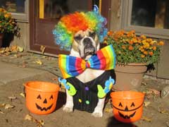 bulldog dressed up on Halloween