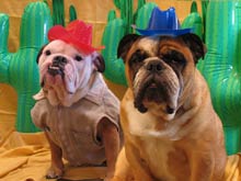 Bulldogs of March