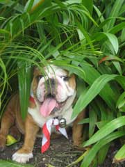 Bulldog hiding behind plants