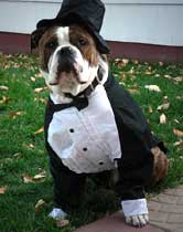 Bulldog in tuxedo