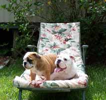 Two bulldogs sunbathing in arm chair in the garden