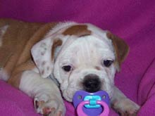 puppy with pacifier