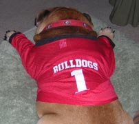 exhausted Georgia Bulldogs mascot