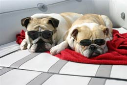 Two bulldogs in sunglasses sunbathing on a rubber boat