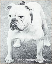 ancient Bulldog of 1898