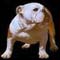 English Bulldog