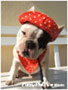 French Bulldogs in hats