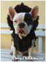 French Bulldogs dressed up