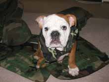 Military bulldog