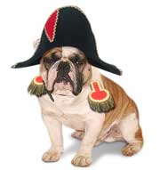 bulldog dressed up as Napoleon