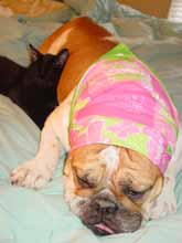 bulldog with bandana