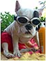 Funny French bulldogs