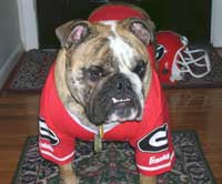 Georgia bulldogs mascot