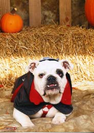 bulldog ready for Halloween party