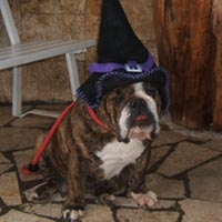 bulldog in wizard hat