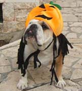 bulldog in Halloween hat