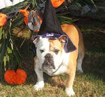 bulldog in wizard hat
