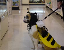 bulldog dressed in bee costume