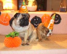pug and bulldog puppy in Halloween hats