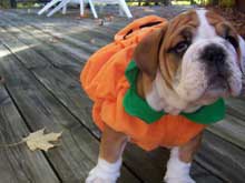 Bulldog in pumpkin costume