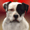 Bulldog Breeds home
