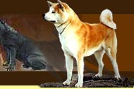 Japanese dog breeds