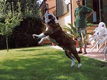 jumping bulldog