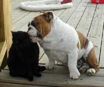 Bulldog kissing a cat