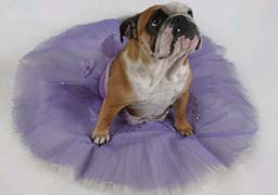 bulldog with ballet skirt