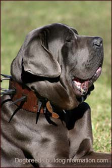 Molosser dog with spike collar