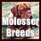 Molosser dogs