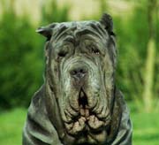 Female Neapolitan mastiff