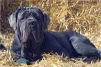 Neapolitan Mastiff Araya
