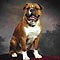 Olde English Bulldogge