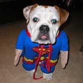 Olde English Bulldogge with Superman costume