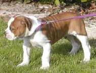 Olde Bulldogges