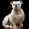 Dorset Olde Tyme Bulldogge