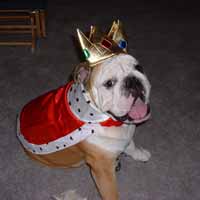 Bulldog dressed up for birthday