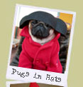 Pugs in Hats