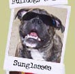 Bulldogs with sunglasses