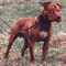 American pit bull terrier