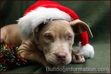 American Pit Bull Terrier Christmas
