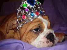 bulldog with princess crown