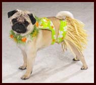 Halloween Pug Costume