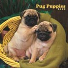 Pug Puppies Calendar 2008